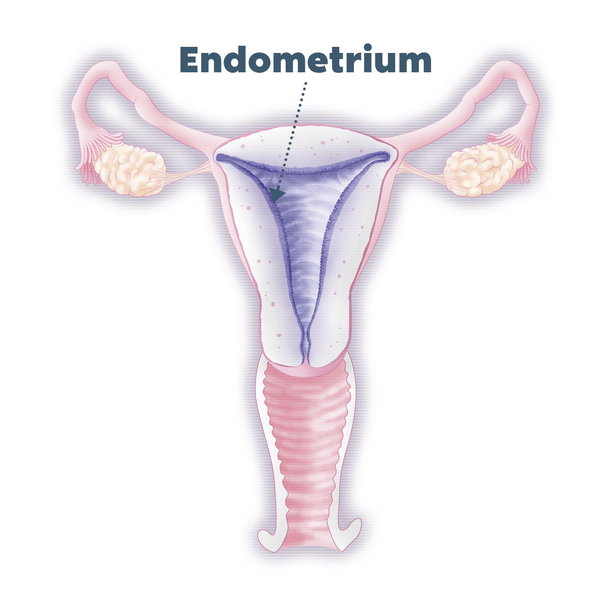 Why is my endometrium important? What more do I need to know? Middle East